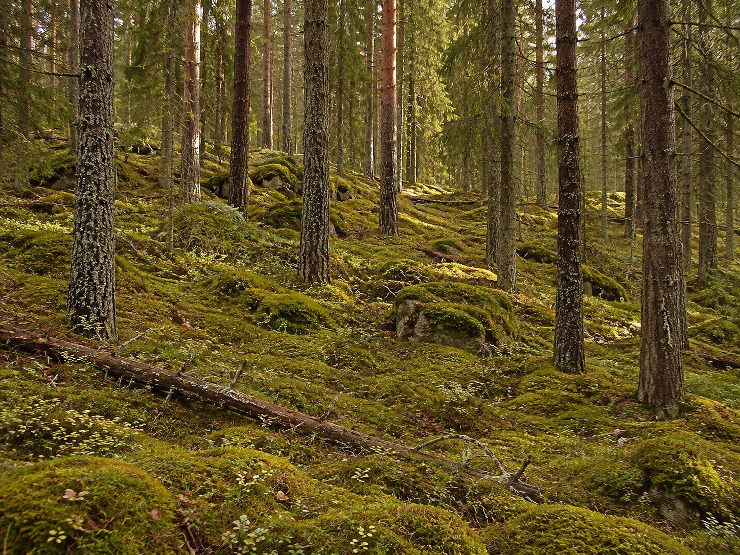 Old-growth forest with moss and old pines